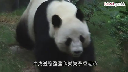 World’s oldest-ever panda in captivity dies at 38