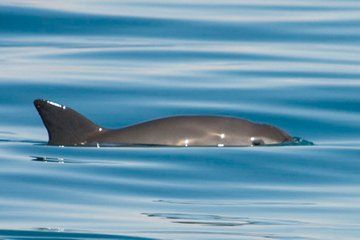 Adorable 'Panda' Porpoise Could Go Extinct As Soon As 2018