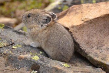 Climate Change Is Driving These Cute Mountain Critters Out of Their Homes